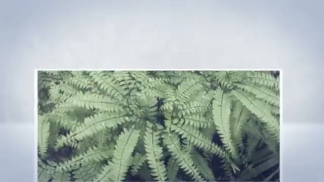 African Violets And Ferns @ Tagawa Gardens In Centennial, CO 80016