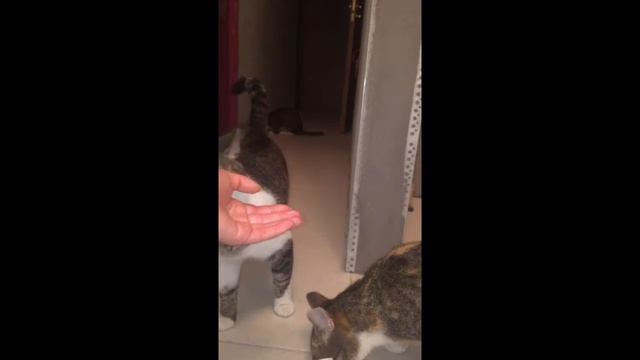 Коты и оливки (Cats And Olives)