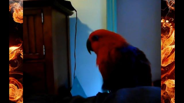 Супер Видео Попугай смешно мяукает Супер Приколы Смех