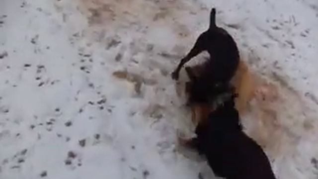 Добор подранка лисы
