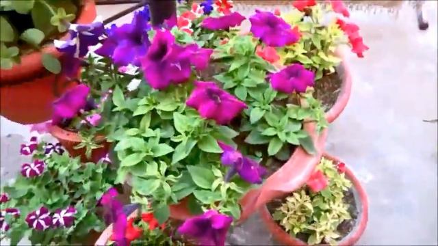 How To Plant, Grow And Care Petunia || From Seed || From Plant || Pruning || Extracting Seeds
