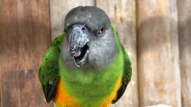 個性いろいろ王国のネズミガシラさん【神戸どうぶつ王国】明るく可愛いガッツちゃんに気難し屋のゴッツちゃん個性的なネズミガシラハネナガインコさんたち