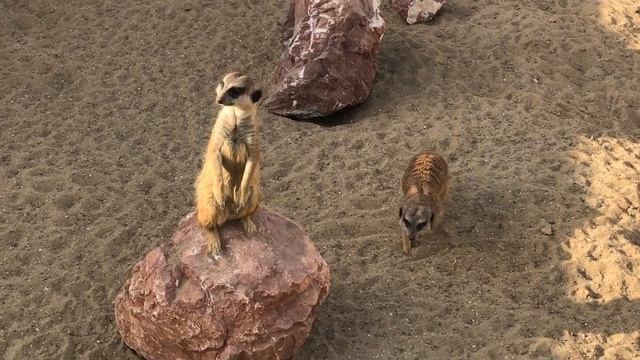 ОДЕССА_VLOG - В БИОПАРК СО МНОЙ | ВЕСЕННИЕ ИГРЫ ЖИВОТНЫХ ЗООПАРКА