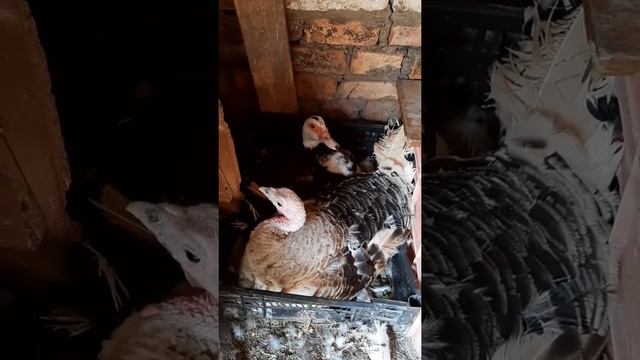 Индюшка и мускусная утка в одном гнезде.Не могут поделить яйца.Утка клюет не того.