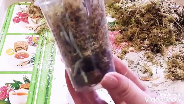 Шок!!! Орхидеи соседки! 5 деток. Отделение и посадка деток орхидеи.