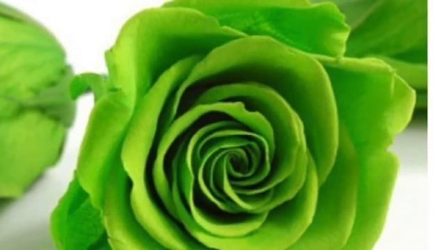 Lovely Green Rose