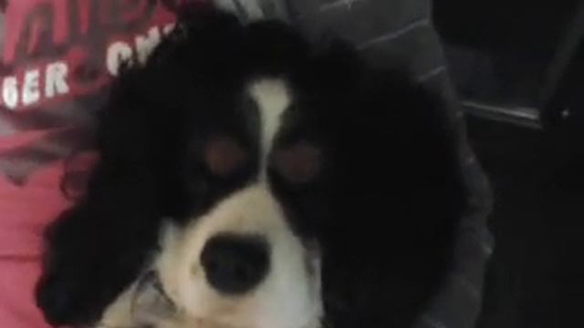 Cavalier King Casalingo Che Rissa