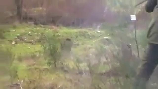 Охота на кабана