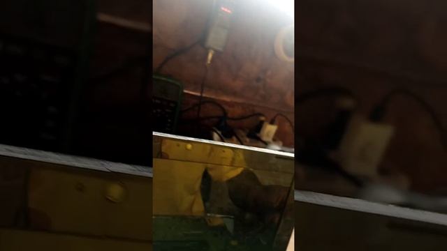 HP MINI 210  DISPLAY ISSUE Solved By Reprogramming The BIOS Chip