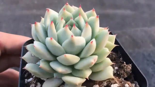 多肉植物蒂比