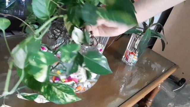 Indoor Plants That I'm Propagating In Water During Lockdown 🍀🌿