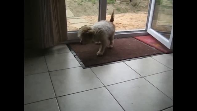 Деликатный щенок вытирает лапы