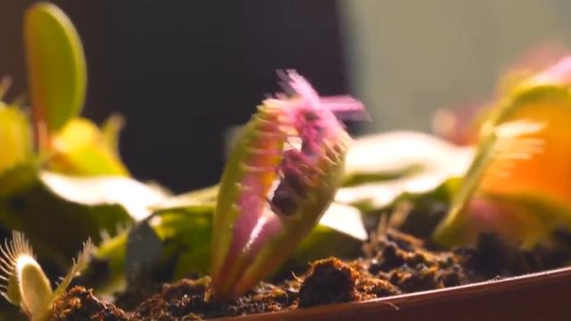 SLIVKI SHOW RYTP | СЛИВКИ ШОУ | ГУСЕНИЦА ФЛЕКСИТ