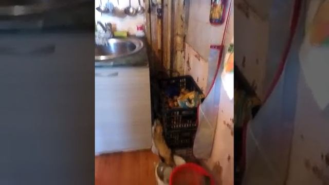 Экологические Загадки