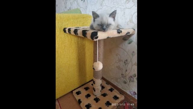 Подборка про моего кота. Чтобы знать о нем больше смотрите видео.