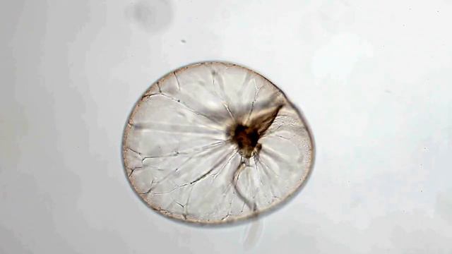 Noctiluca Scintillans Praia Do Vao