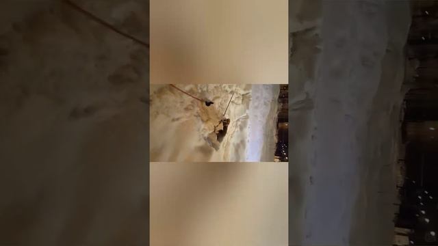 Джессика.Английский кокер спаниэль.