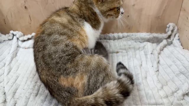 “You’re A Mom! So Be Patient!” - Cute Baby Kittens