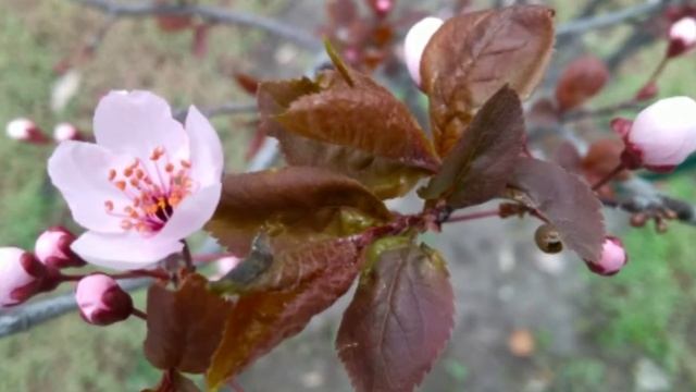 Цветы в парке города Харькова