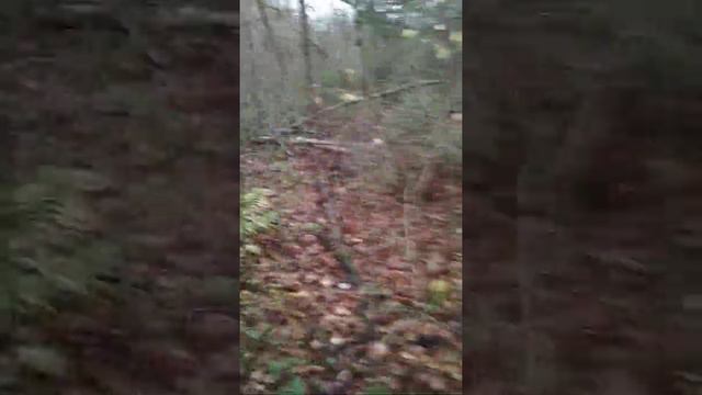 работа лайки по лосю