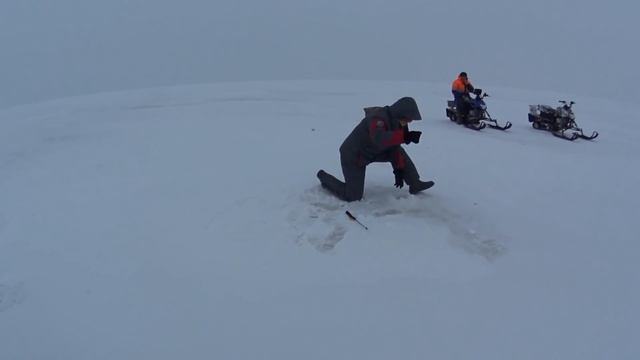 Архангельское -ловля берша.