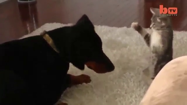 25687040aefce9c545bcdf1dd44521c1