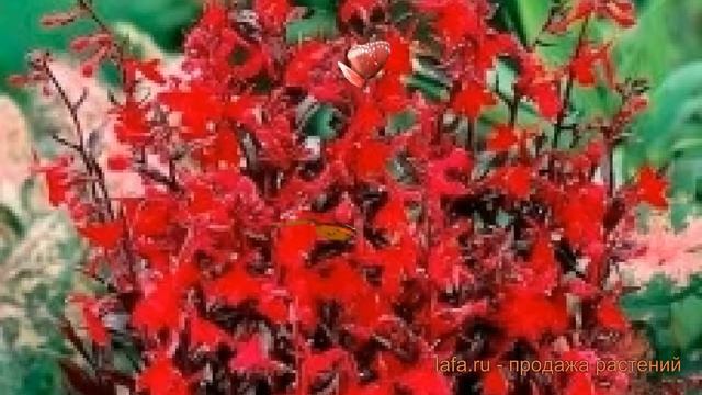 Строительный Калейдоскоп