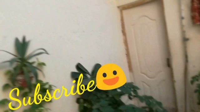 Plant Decoration By Khani Ke Ammi Part 2 | Khani Or Ammi