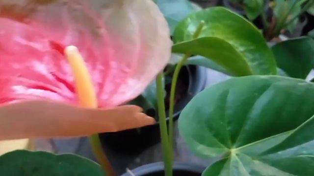 ඇන්තූරියම් වගාව මුලසිට...7  ඉන්දු ෆ්ලවර්ස් .බීජ පරාගනය .anthurium Wagawa Mulasita 7 Indu Flowers ..