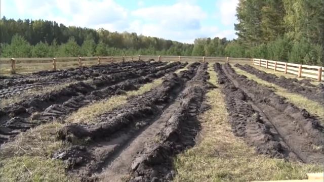 20 сентября в Первомайское отметят День работников леса