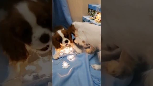 C5d02b9e629c86273f7aea3ae440c592