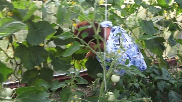 6 соток в июне. В теплице прошел МАМАй :)) Направляю огурчики вверх. Лобелия, помидоры и розы.