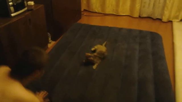 Кошка на надувном матрасе