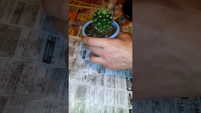 Пересадка кактуса в новый горшок