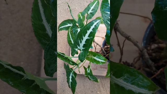 Syngonium Wendlandii #houseplants #indoorplant
