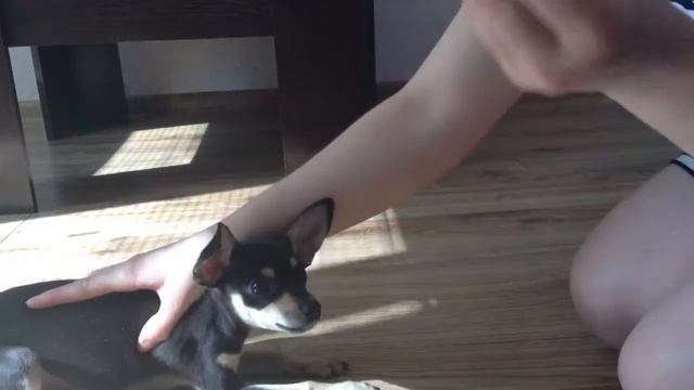 Как научить собаку команде 