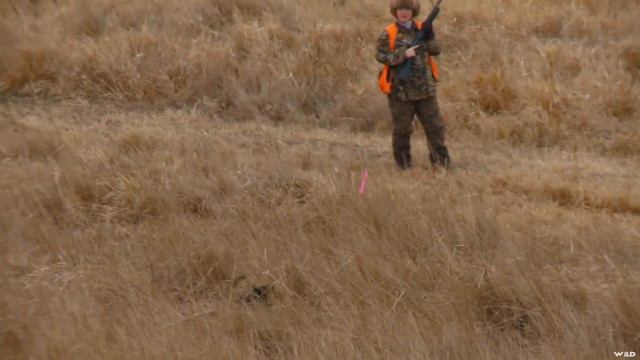 Teaching A Labrador Retriever Part 2