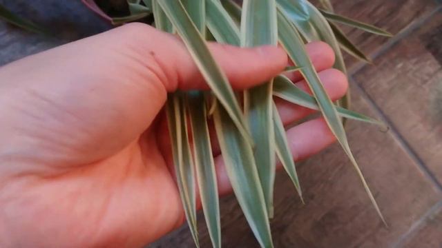 Cura Del Clorofito (Falangio, Nastrino, Pianta Ragno)