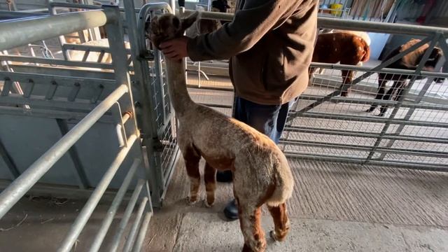 83ebce80ee38727198163eca26d98491