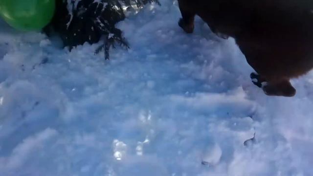 Собака играет с шариком(dog Plays With Ball 