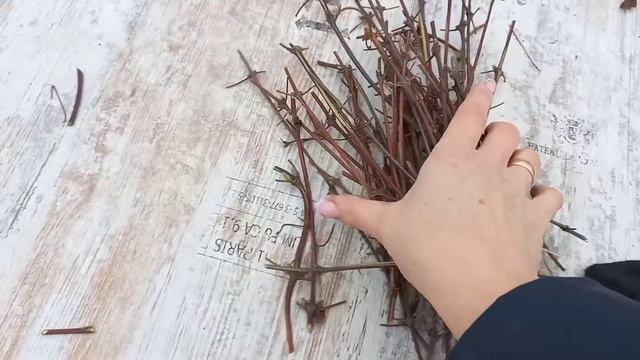 СІЧЕНЬ,а я КЛЕМАТИС черенкую🌸ЧАСНИК саджаю🧄#посвдкачеснока#черенкуванняклематиса#роботивсічні#сад