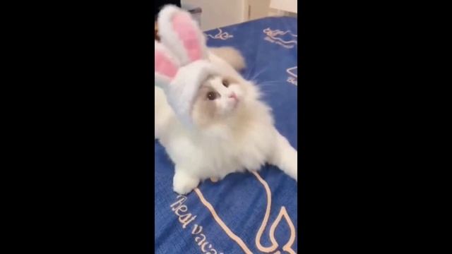 6d5232d3702b7a44a075a6a98181adc2