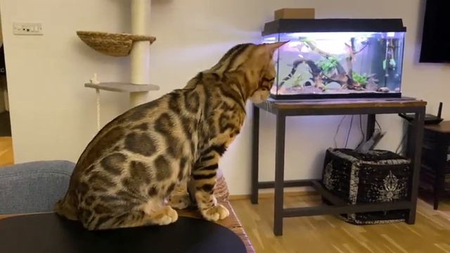 Наш любимый бенгал Тео 3,5 мес.