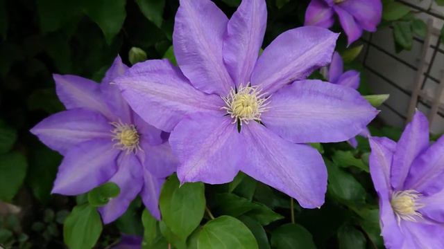 Beautiful Purple Flower / Clematis Flower