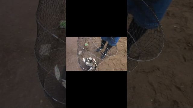 СКОЛЬКО РЫБЫ, ЛОВЯТ НА ОБЪЕЗДНОЙ??? РЕКА ИШИМ РЫБАЛКА В АСТАНЕ.#shorts #short