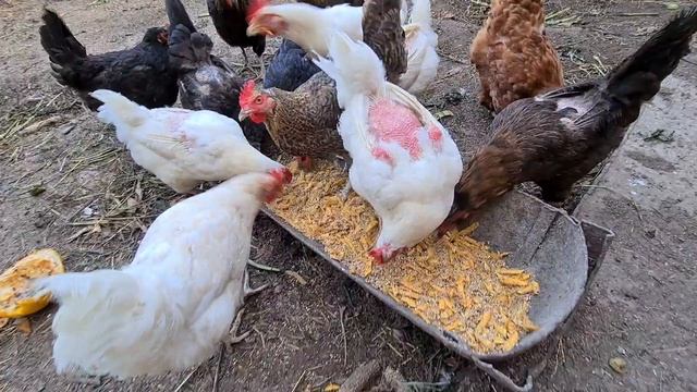 783a28dd15e502d91ffaeafbb083a134