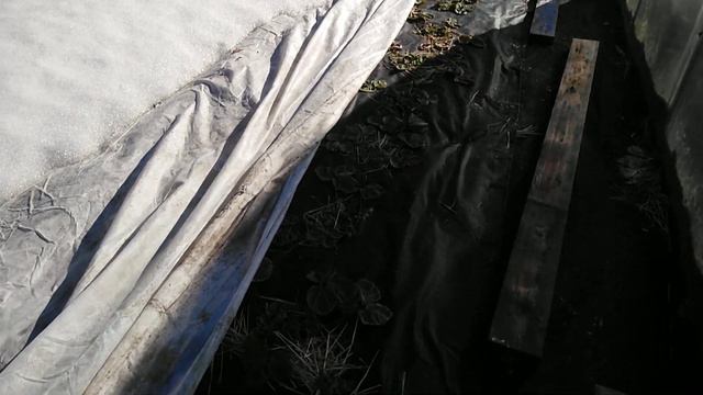 Земляника Азия, Купчиха в Омске на 7 апреля 2019!