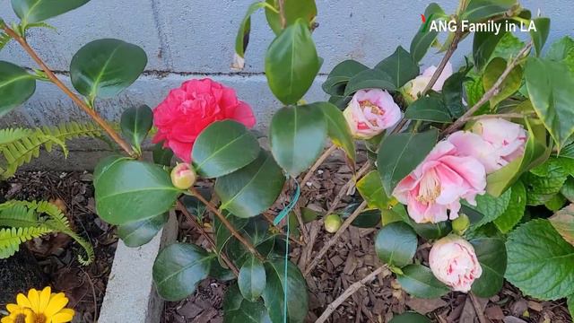 Camellia Japonica “Herme
