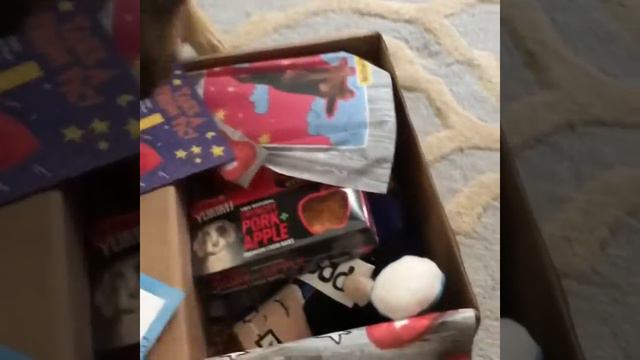 Swedish Vallhund Getting Birthday Present.