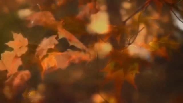 Вивальди   Осень  1